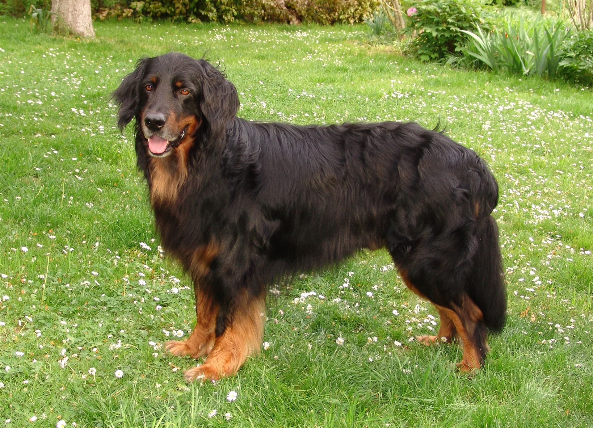 Dario vom Mühlendamm