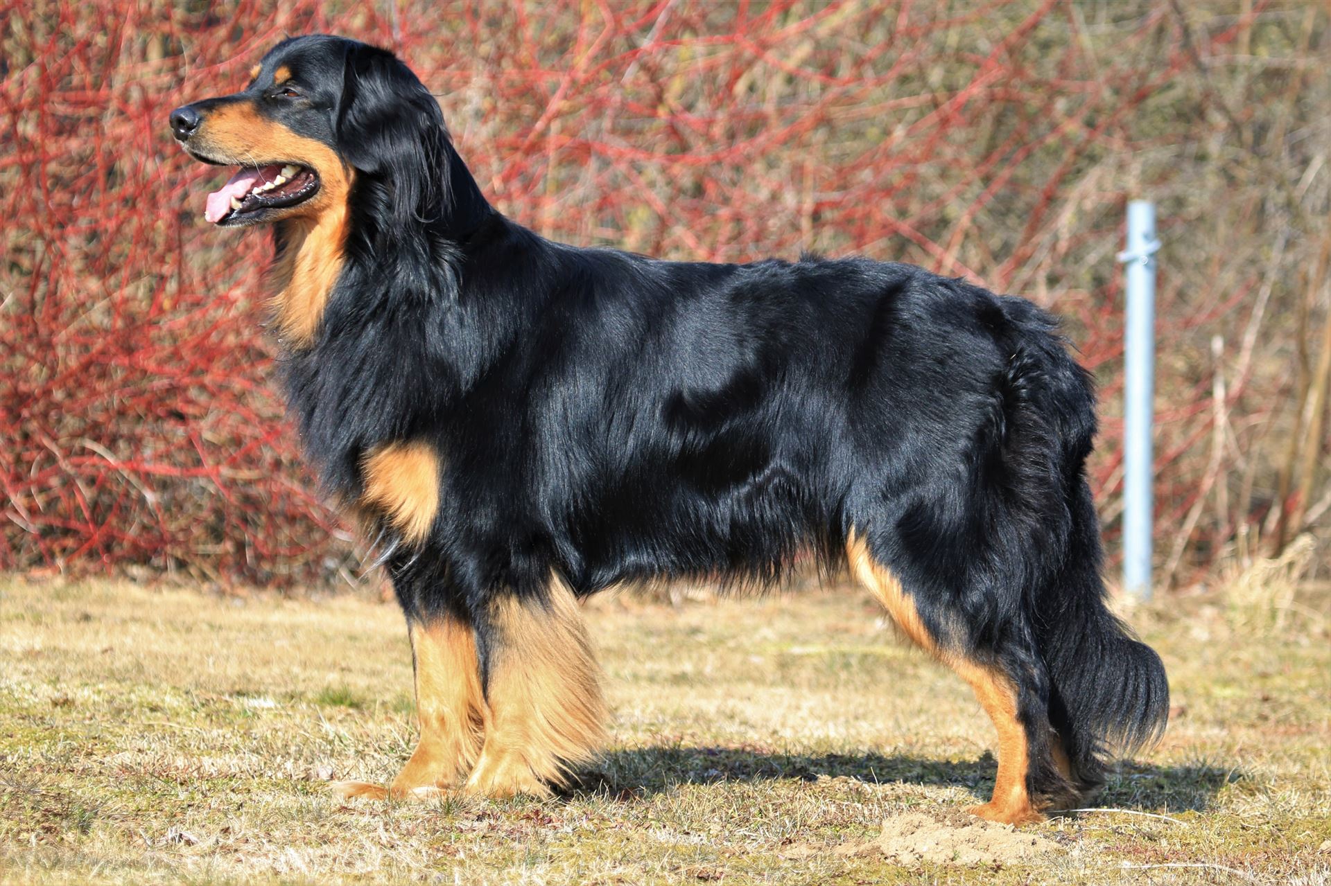 Eddy vom Hagenauer Forst