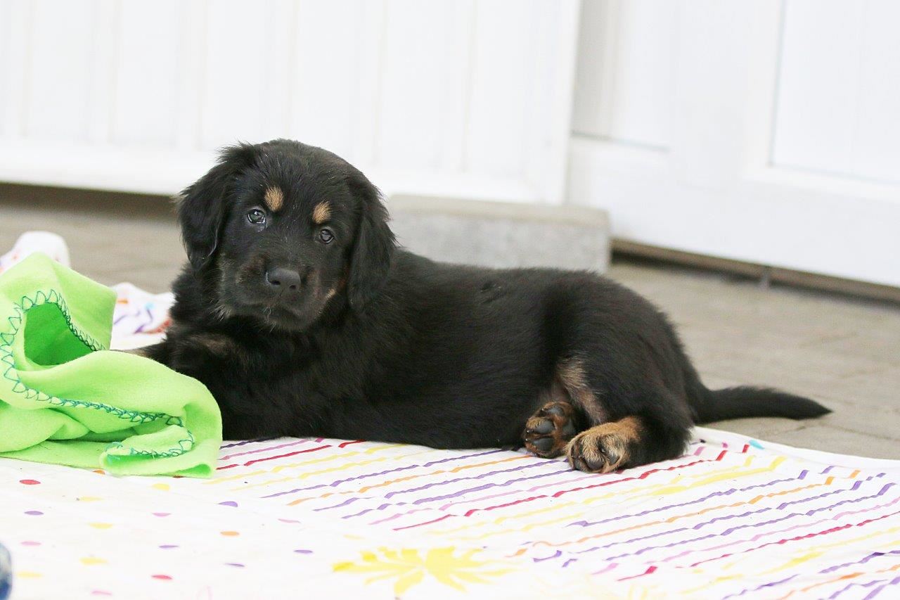 R-Wurf aus dem Emsland