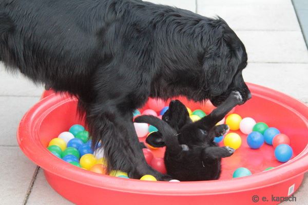 N-Wurf aus dem Emsland