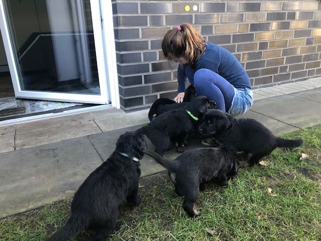 S-Wurf aus dem Emsland