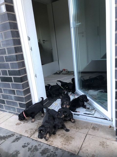 T-Wurf aus dem Emsland