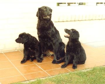 A-Wurf aus dem Emsland