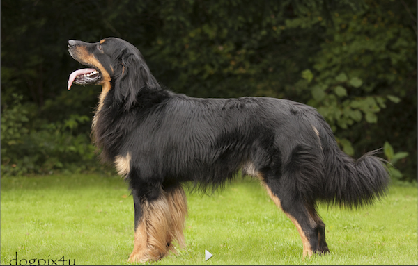 Aramis vom Mühlengeist