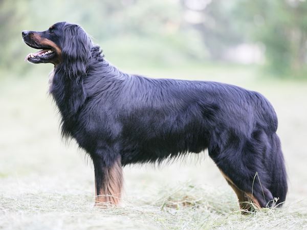 Arigo von den Kurpfalzjägern