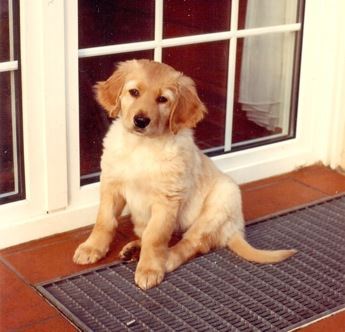 B-Wurf aus dem Emsland