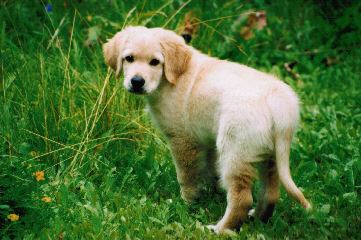 F-Wurf aus dem Emsland