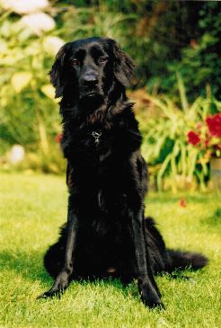 H-Wurf aus dem Emsland