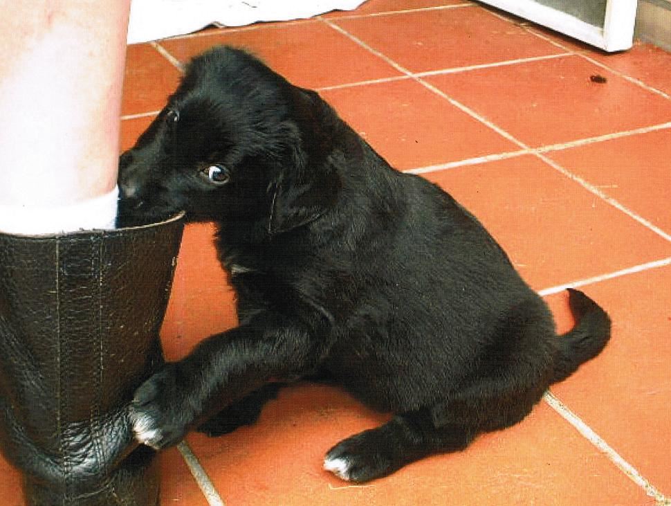 J-Wurf aus dem Emsland