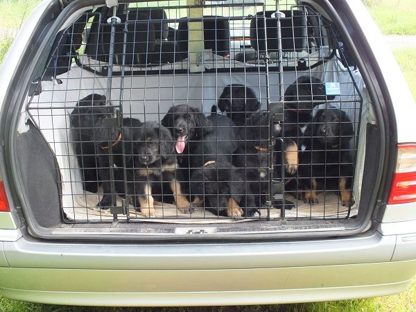 M-Wurf aus dem Emsland