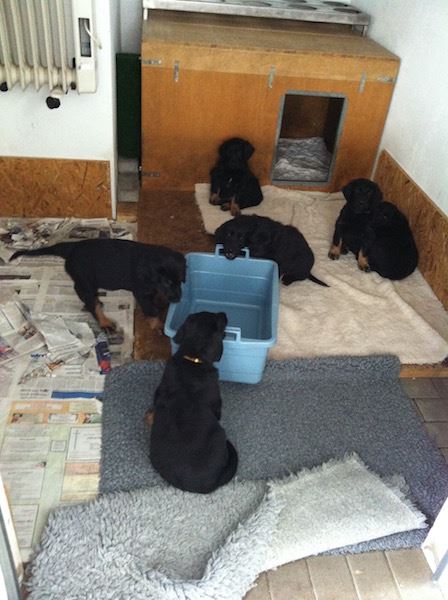 O-Wurf aus dem Emsland