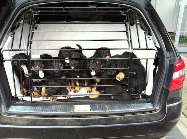 P-Wurf aus dem Emsland