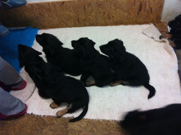 Q-Wurf aus dem Emsland