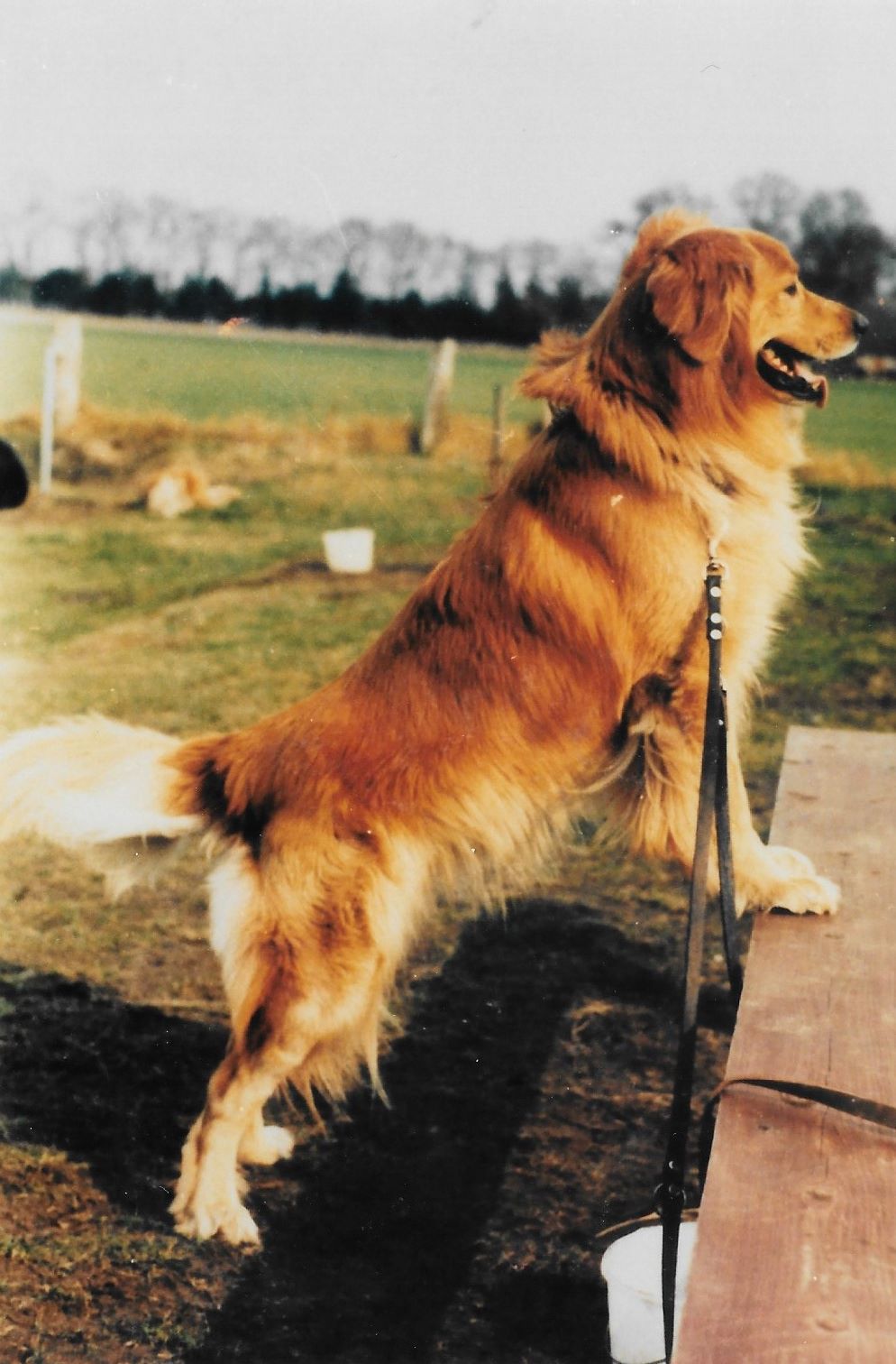 Lerry von der Birkenheide