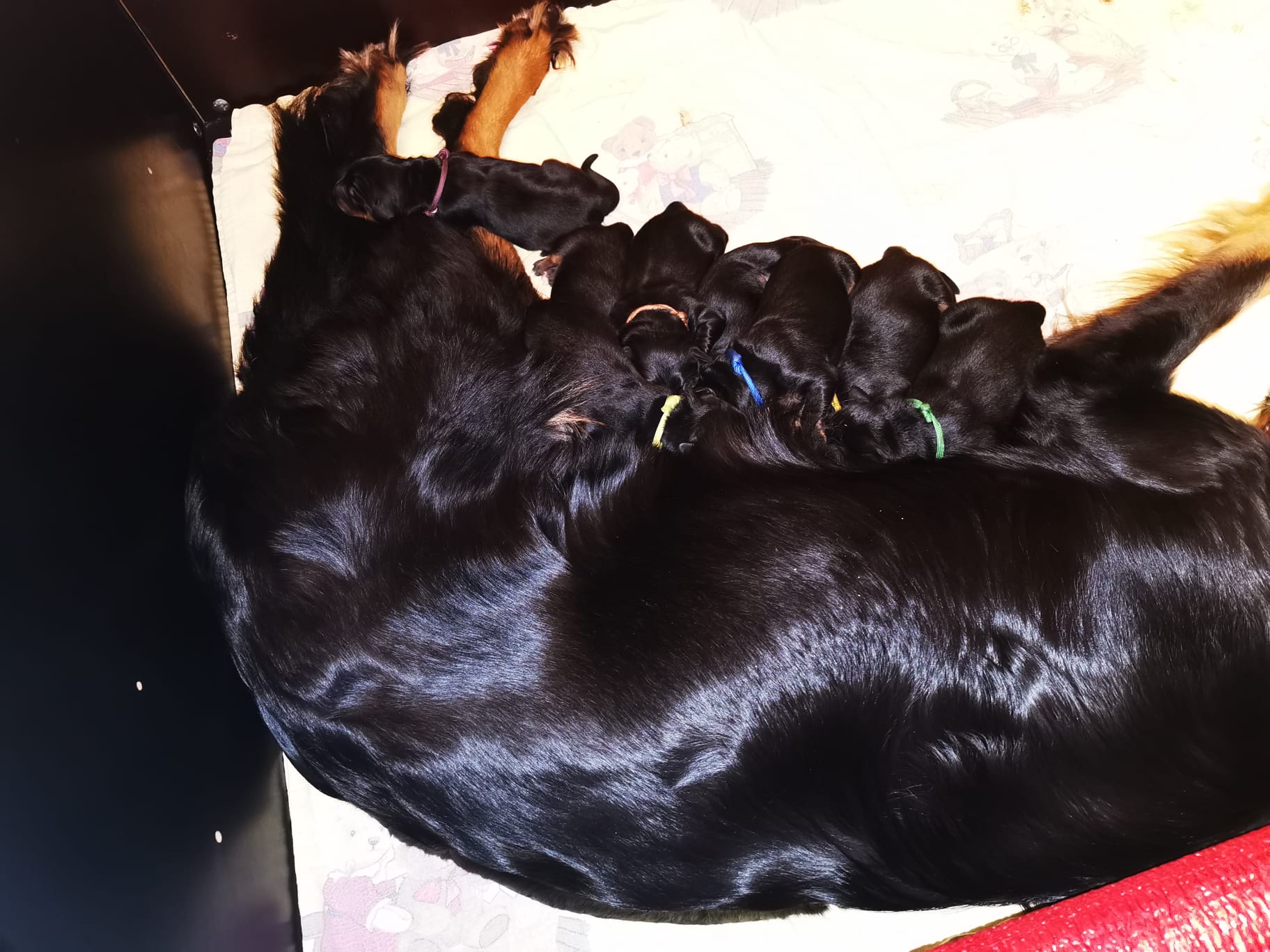 Hurra! Timba hat Welpen bekommen!